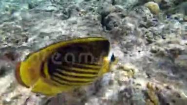 蝴蝶黄鱼和其他漂浮在红海附近珊瑚礁的五颜六色的鱼。 埃及